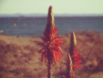 Close-up of flower against sea
