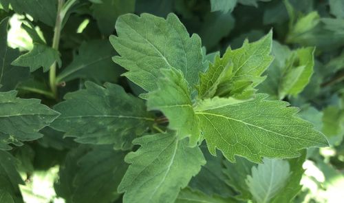 leaf