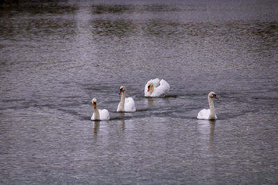 View of swans swimming in lake