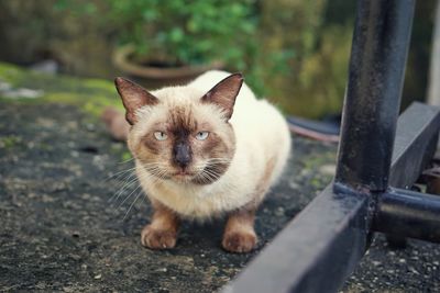 Portrait of cat on floor