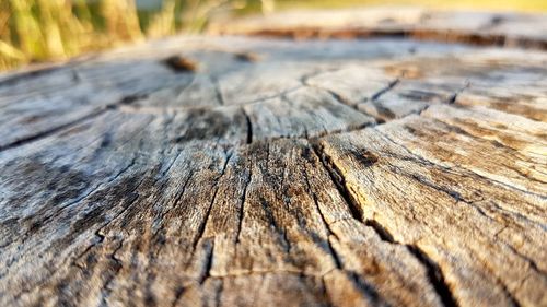 Close-up of tree stump