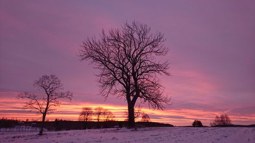 Silhouette tree on beach against romantic sky at sunset