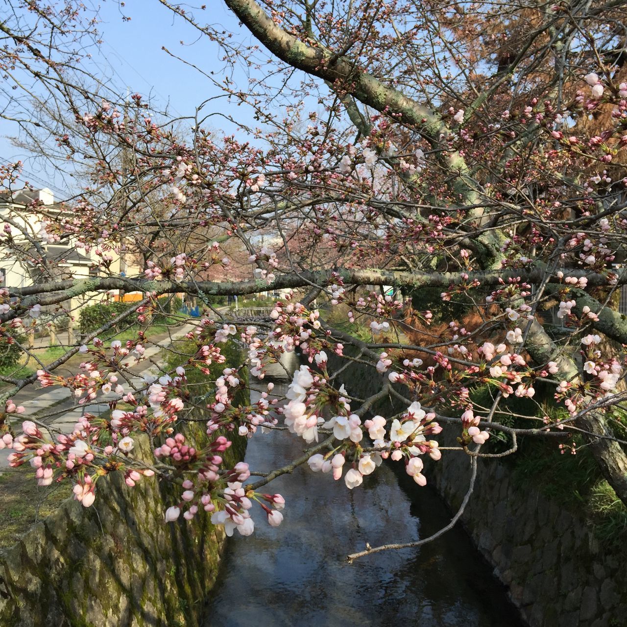 flower, tree, branch, growth, freshness, low angle view, nature, beauty in nature, blossom, cherry blossom, fragility, cherry tree, in bloom, springtime, pink color, blooming, day, outdoors, plant, tree trunk