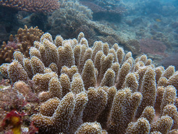 Close-up of coral in sea