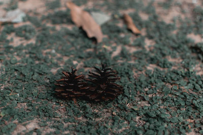 High angle view of dried plant on field