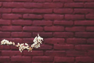 Close-up of white flowers