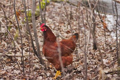 Chicken amidst dried plants