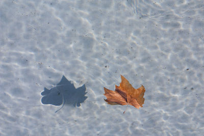 High angle view of maple leaf in water