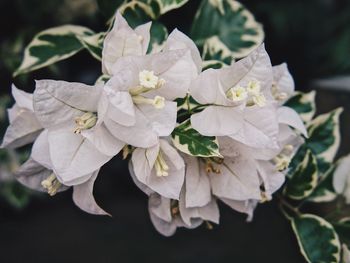 Close-up of white flowers