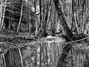 Bare trees in forest