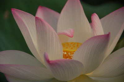 Close-up of pink lily