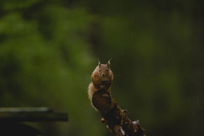 Close-up of squirrel