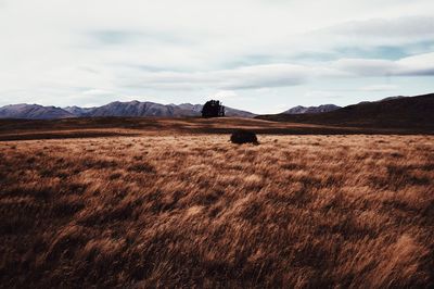 Scenic view of field against sky