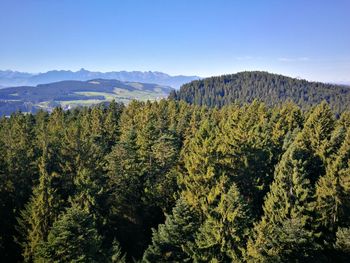 Pine trees in forest against sky