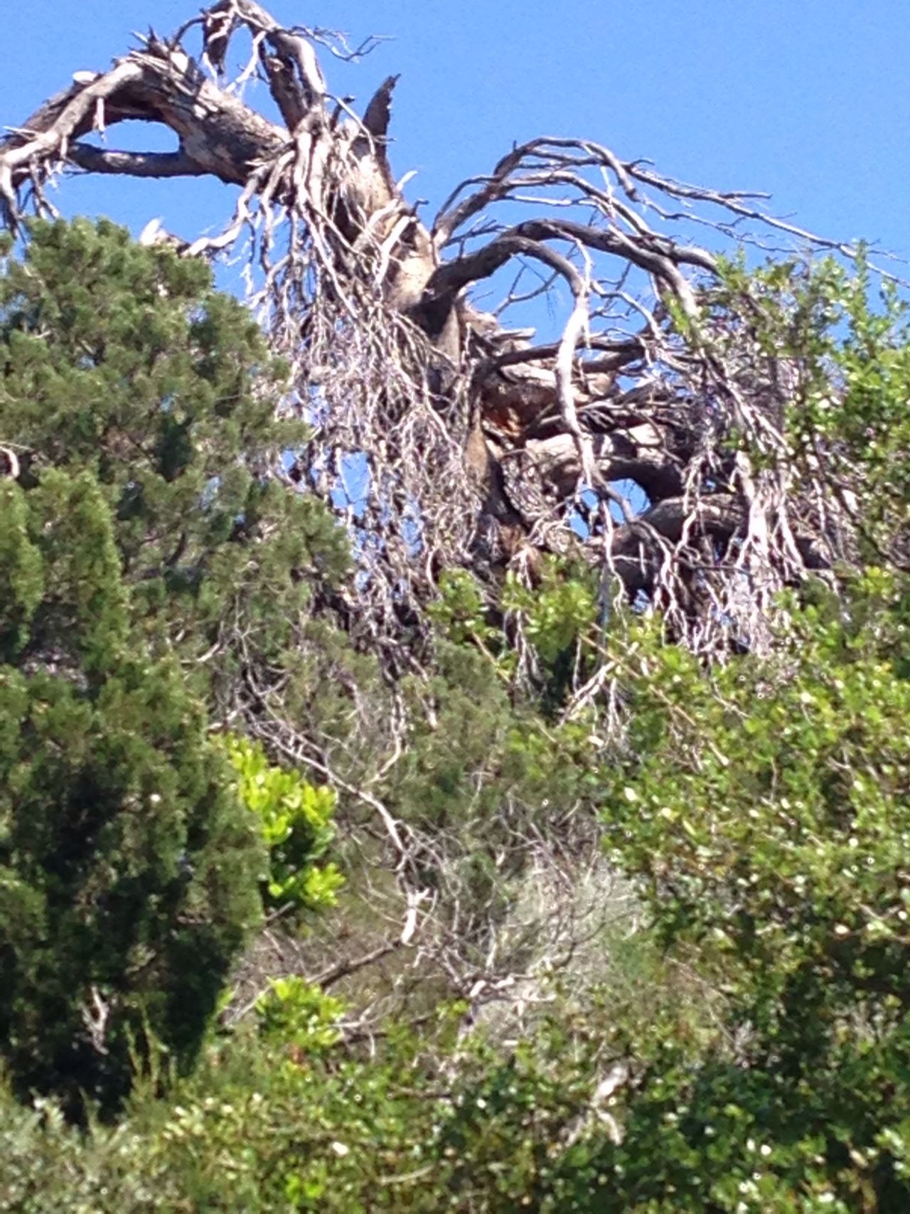 Uvala Saplunara (otok Mljet)