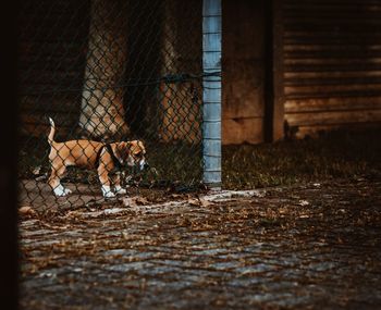 View of dog on field