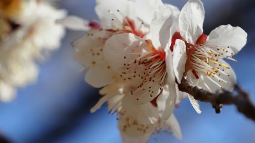 Close-up of white flowers