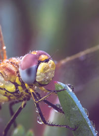 Close-up of insect on plant