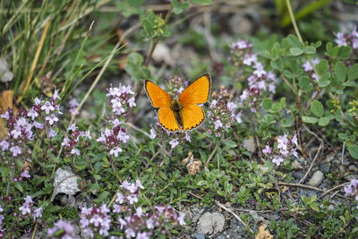 High angle view of butterfly on purple flower