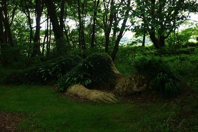 Trees in forest