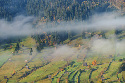 Scenic view of agricultural field