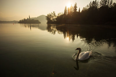 Swan swimming in lake at sunset