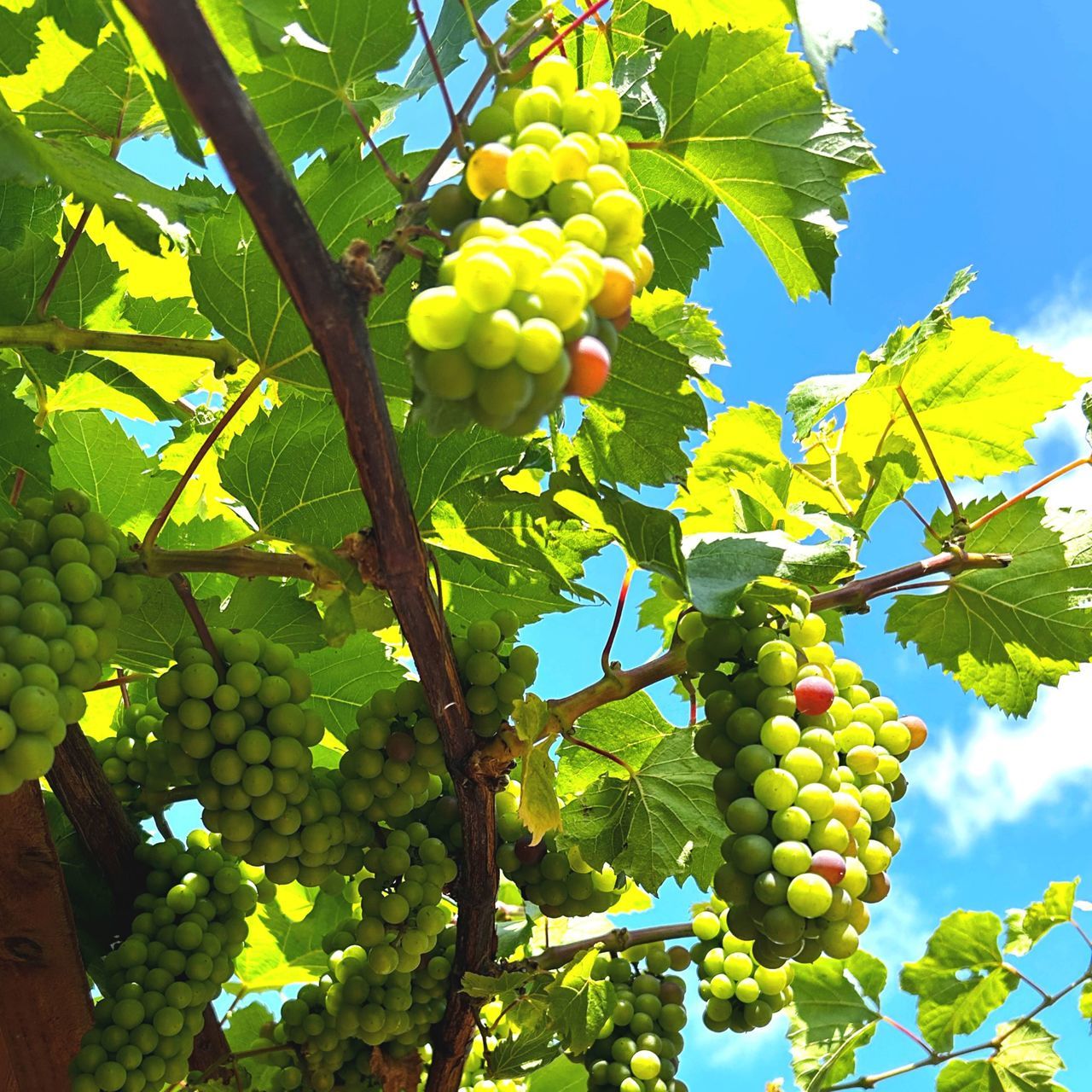 Grapes on the vine