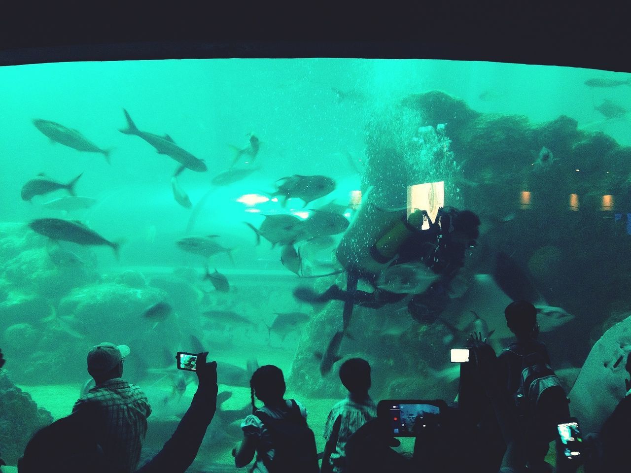 澎湖水族館 Penghu Aquarium