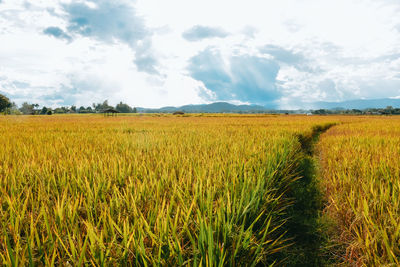 Scenic view of agricultural field against sky