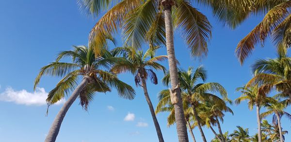 Low angle view of coconut palm trees against sky