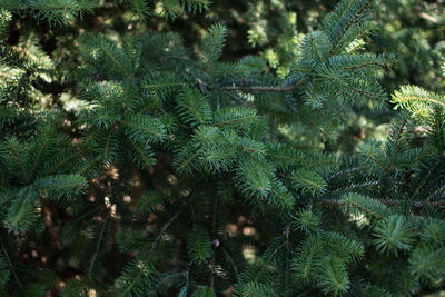 Close-up of pine tree