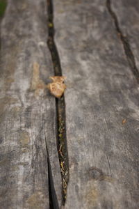 Close-up of tree trunk