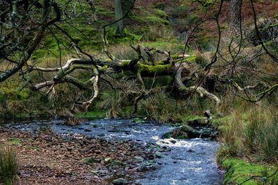 View of river passing through forest