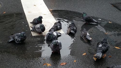 Reflection of trees in puddle