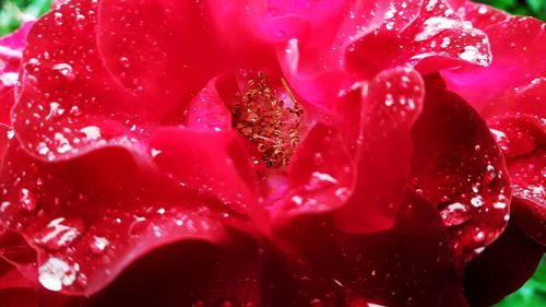 Close-up of pink flower