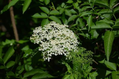 Close-up of plants growing outdoors