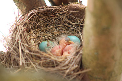 Close-up of hay in nest