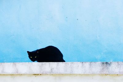 Black cat against wall