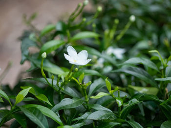 Close-up of white flowering plant