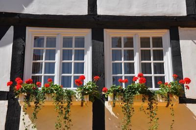 Close-up of potted plants below window on german half timbered house 