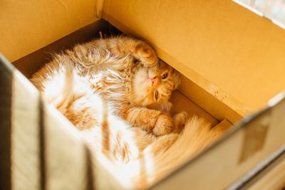 High angle view of cat sleeping in box