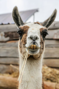 Close-up of llama looking away