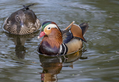 Ducks in water