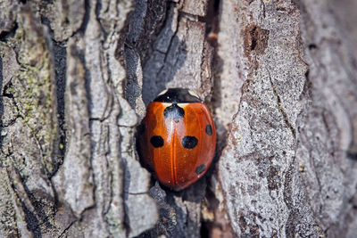 Close-up of ladybug on tree trunk