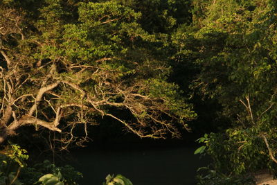 Scenic view of forest