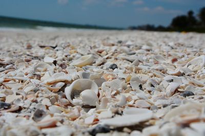 Close-up of shells on beach