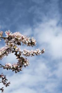 Almond blossom in a blue and cloudy sky 