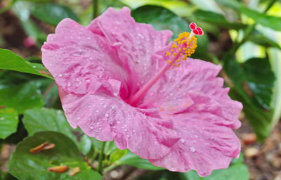 Close-up of wet pink rose flower