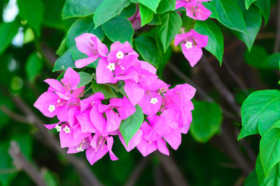 Close-up of flowers blooming outdoors