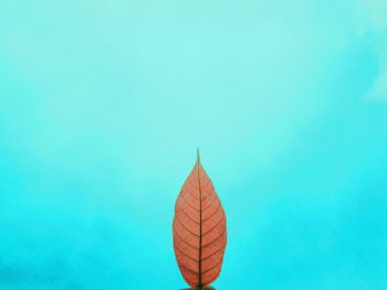 Close-up of an autumn leaf